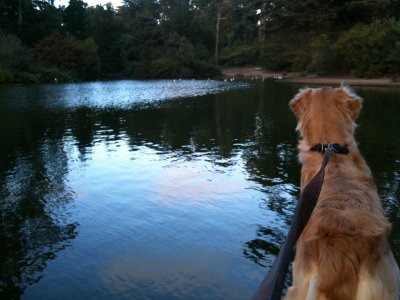 DUCK AND DOG