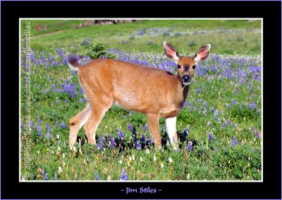 Black Tail Doe in the Lupine