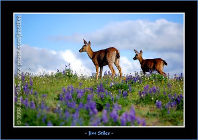 Black Tail Deer