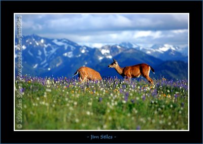 Black Tail Deer