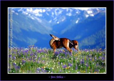 Black Tail Deer