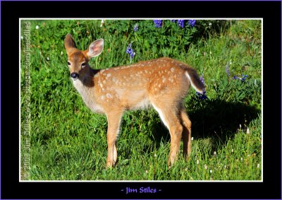 Black Tail Deer