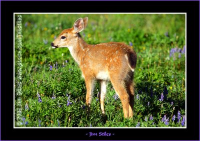 Black Tail Deer