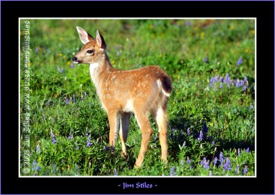 Black Tail Deer