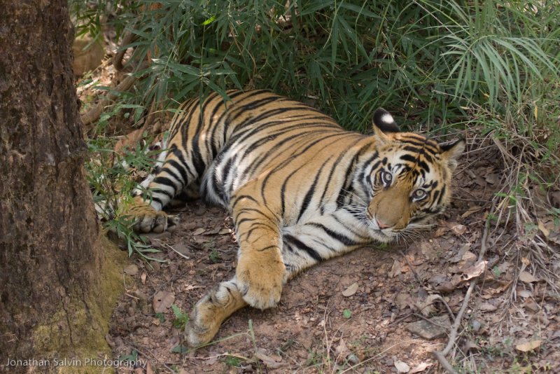 Bandhavgarh Tigers-166.jpg
