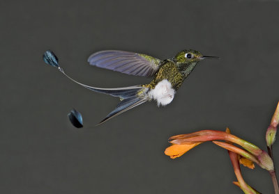 Hummingbirds