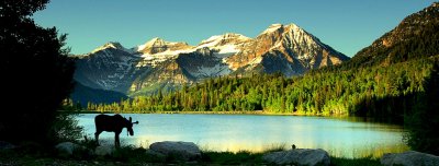 Utahs Wasatch Mountains with moose