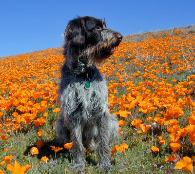In the poppies