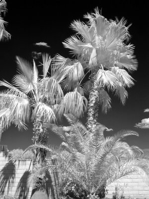 Tucson Ridge 6