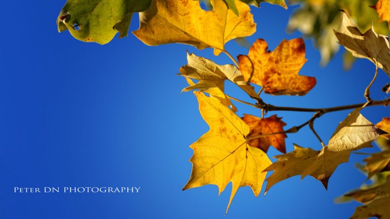 IMG_0787.jpg