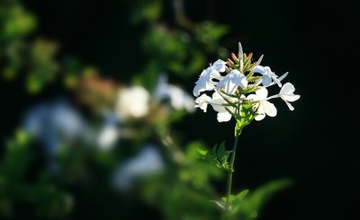 IMG_2299.jpg