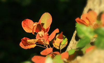 IMG_2353.jpg