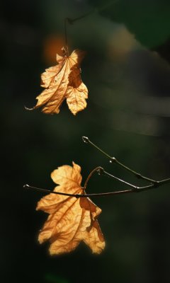 IMG_2679.jpg