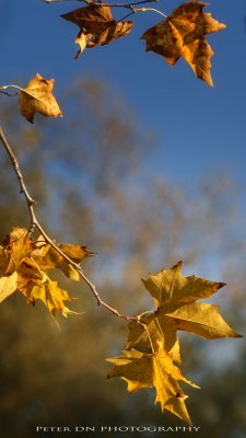 IMG_0781.jpg
