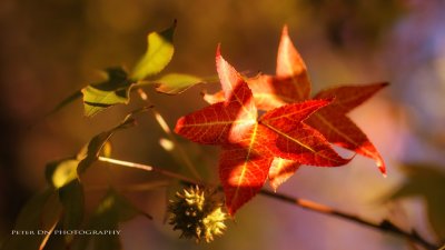 IMG_1186.jpg