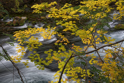 Through  the Vine Maple - McKenzie River, Oregon