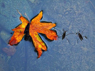 Striders and Leaf - Coquille River, Oregon