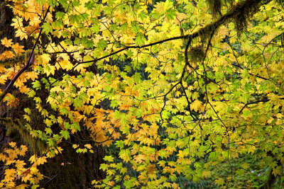 Backlit  Maple - West Cascades, Oregon