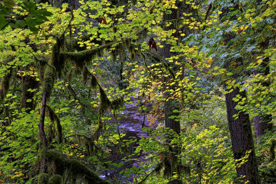 River Through the Trees - Cascade Color - Oregon