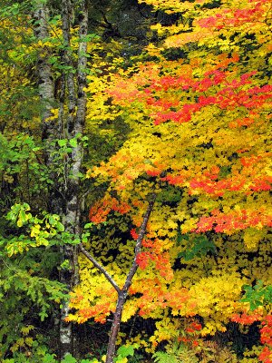 Fall Color - West Cascades, Oregon