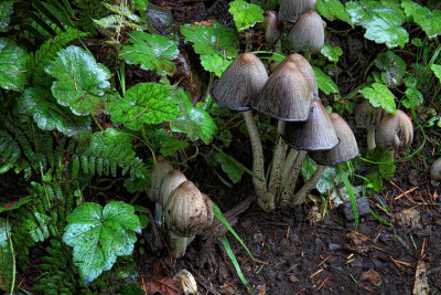 Mushrooms - Silver Falls State Park, Oregon