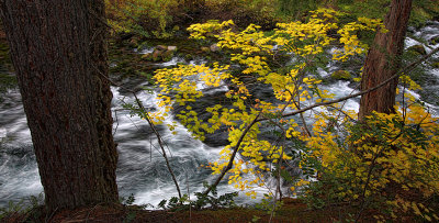 Through the Trees - Mckenzie River, Oregon