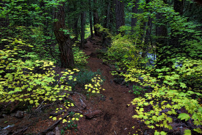 Walk into Magic - Cascades, Oregon