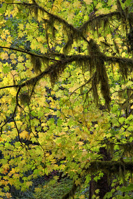 Backlit Leaves - Cascades, Oregon