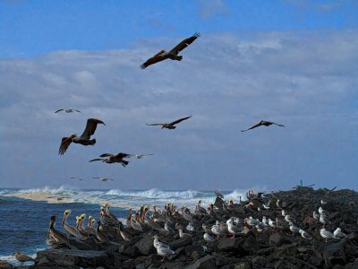 Pelicans Flying - Florence, Oregon