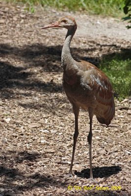 5952 Sandhill Crane.jpg