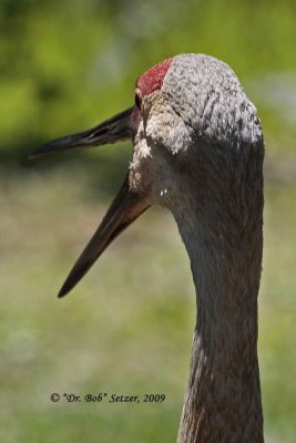 5994 Sandhill crane copy.jpg