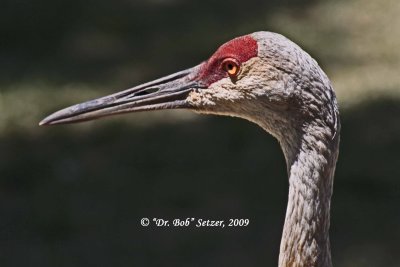 5995 Sandhill Crane.jpg