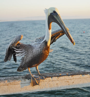 Retarded Pelican