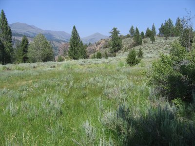 Dads Green Pasture.jpg