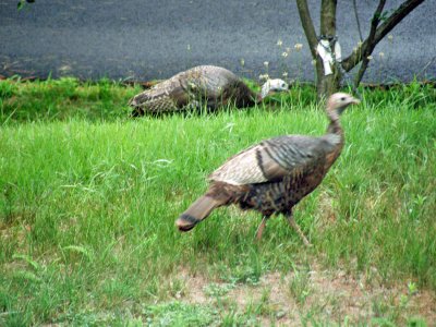 two turkeys by road.jpg