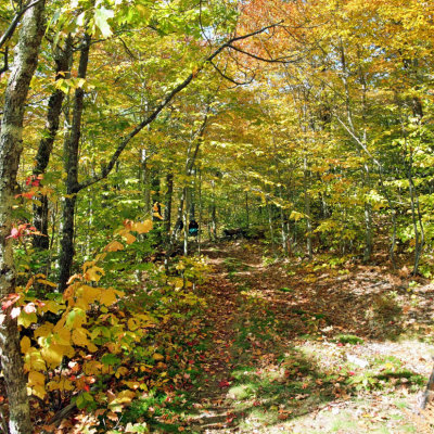 leaves on trail 2.jpg
