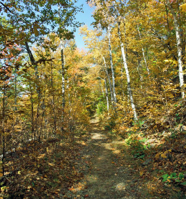 woods 10 2.jpg