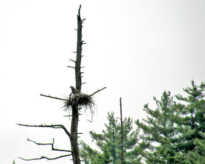 420 blue heron behind tree.jpg