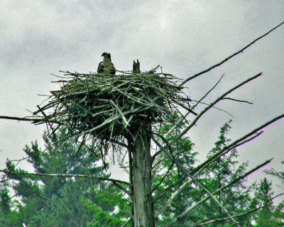 450 osprey looking this way.jpg