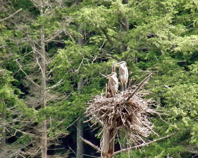 490 blue heron chicks.jpg