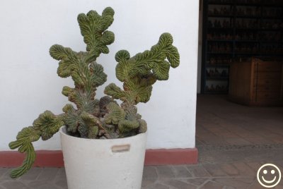 DSC_2074 Museo Rafael Larco Herrera. Cactaceae - Cereus Peruvianus Monstrosus.jpg