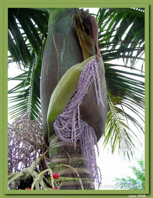 Piccabeen Palm - inflorescence.jpg