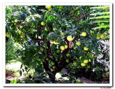 Oct. 13.06 grapefruit tree.jpg