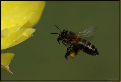 Opuntia & Bee 2.jpg