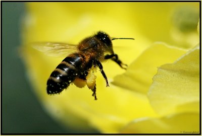 Opuntia & Bee 3.jpg