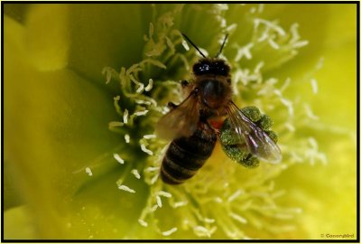 Opuntia & Bee 4.jpg