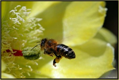 Opuntia & Bee 5.jpg