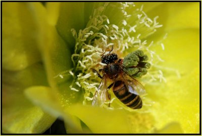 Opuntia & Bee 6.jpg