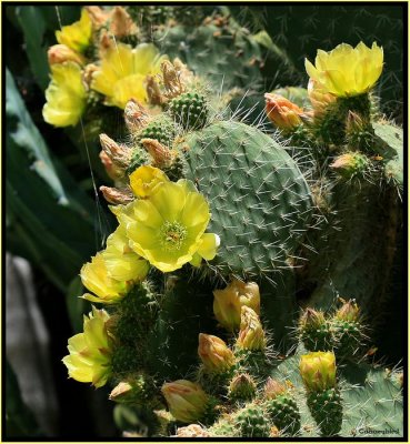 Opuntia Cactus in Bloom.jpg