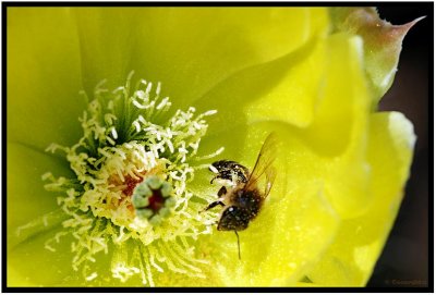 Opuntia & Bee 7.jpg
